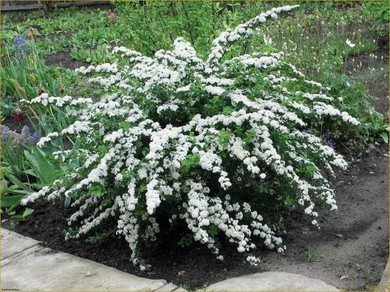 (элегантная, спирея, ниппонская, нашем, саду) Элегантная спирея ниппонская в нашем саду