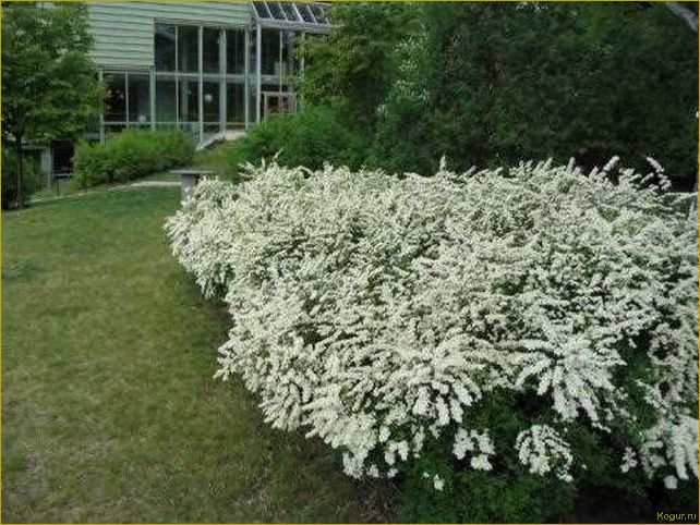 (элегантная, спирея, ниппонская, нашем, саду) Элегантная спирея ниппонская в нашем саду