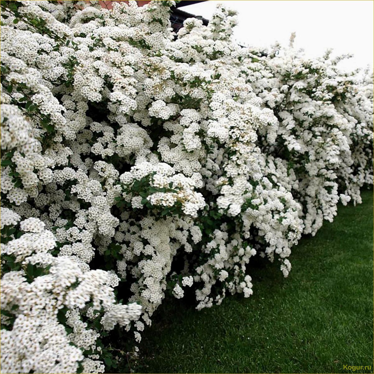 (элегантная, спирея, ниппонская, нашем, саду) Элегантная спирея ниппонская в нашем саду