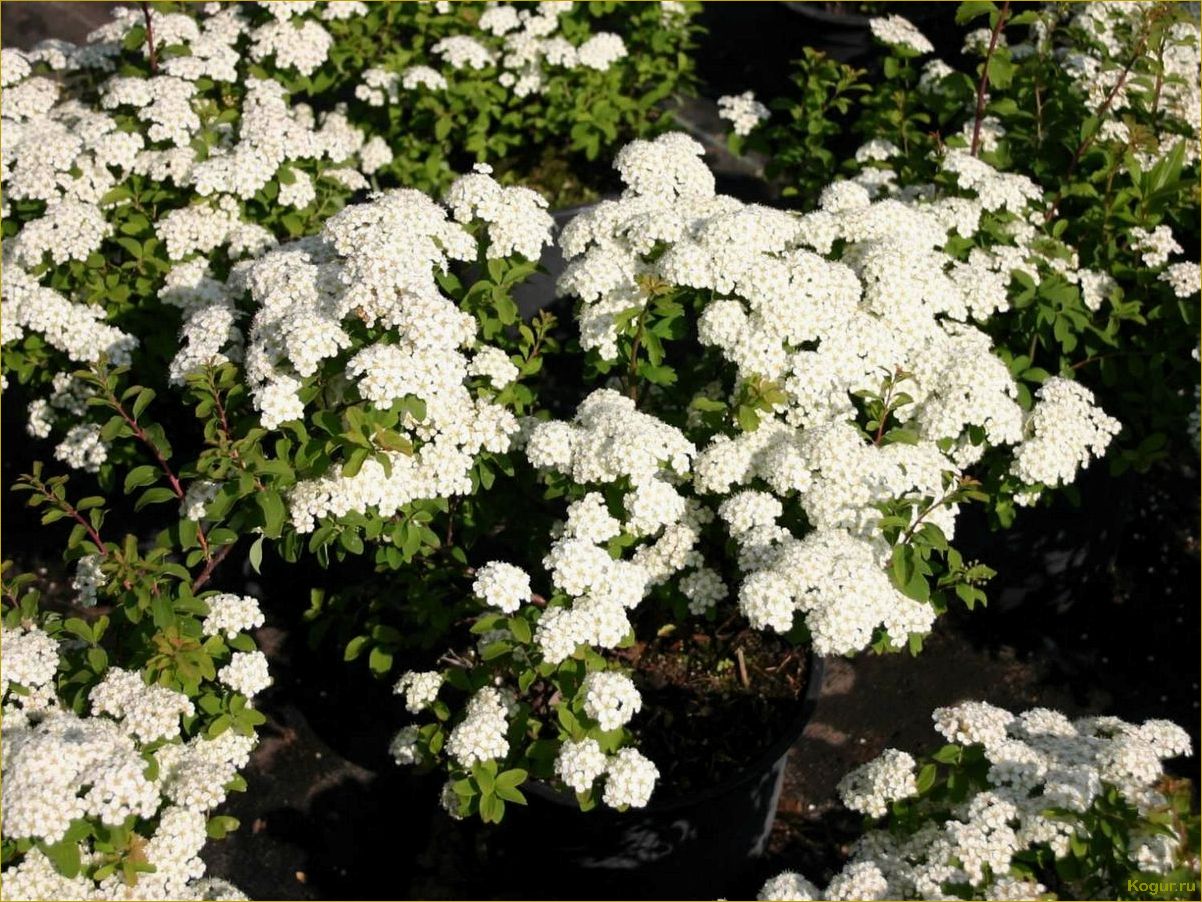 (элегантная, спирея, ниппонская, нашем, саду) Элегантная спирея ниппонская в нашем саду