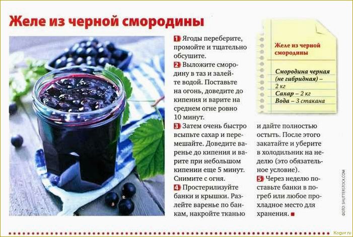 (собирать, облепиху, эффективные, советы, ценителей) Как собирать облепиху: эффективные советы для ценителей оранжевой ягоды