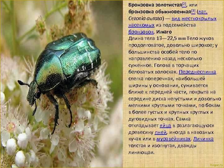 (эффективные, методы, борьбы, бронзовкой) Эффективные методы борьбы с бронзовкой