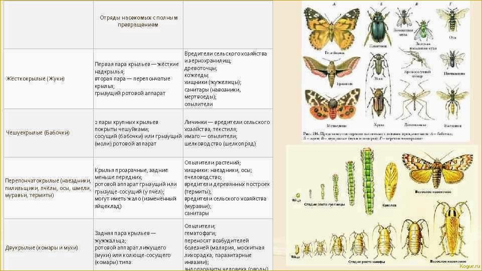 (эффективные, методы, борьбы, бронзовкой) Эффективные методы борьбы с бронзовкой