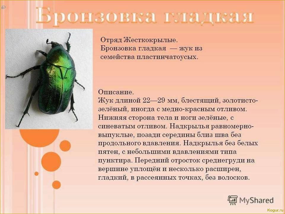 (эффективные, методы, борьбы, бронзовкой) Эффективные методы борьбы с бронзовкой