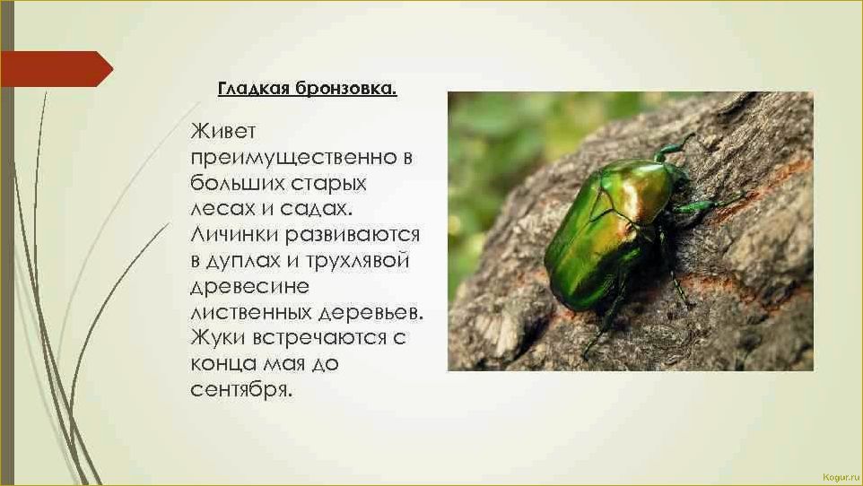 (эффективные, методы, борьбы, бронзовкой) Эффективные методы борьбы с бронзовкой