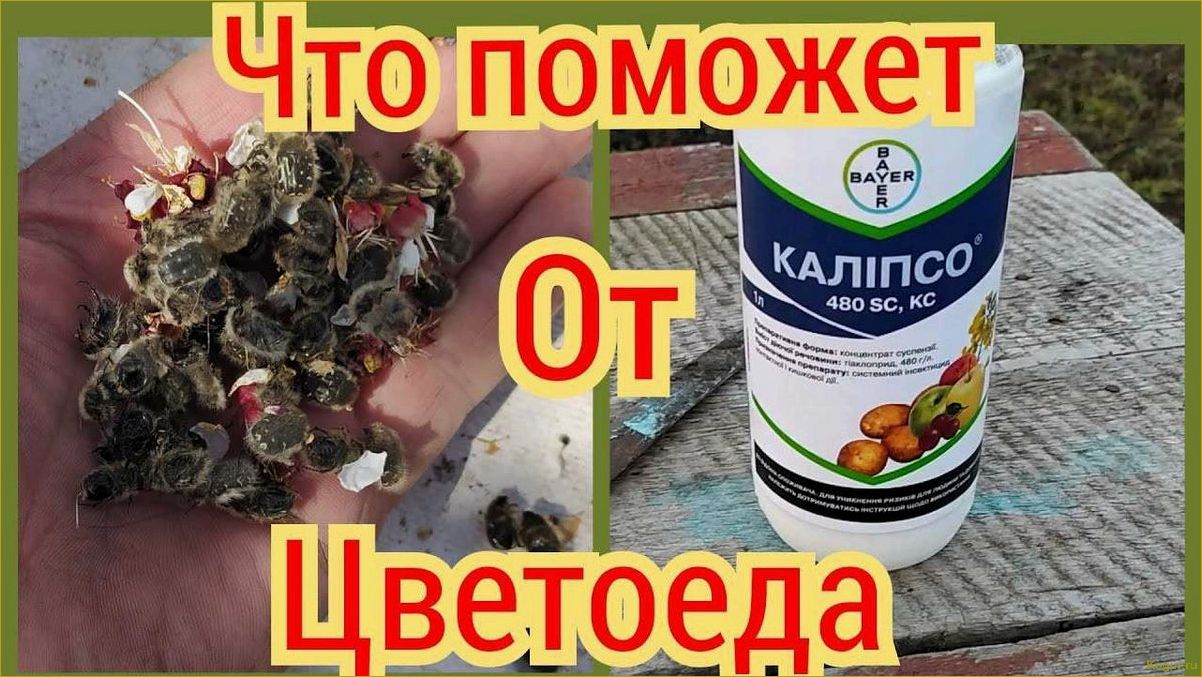(эффективные, методы, борьбы, бронзовкой) Эффективные методы борьбы с бронзовкой