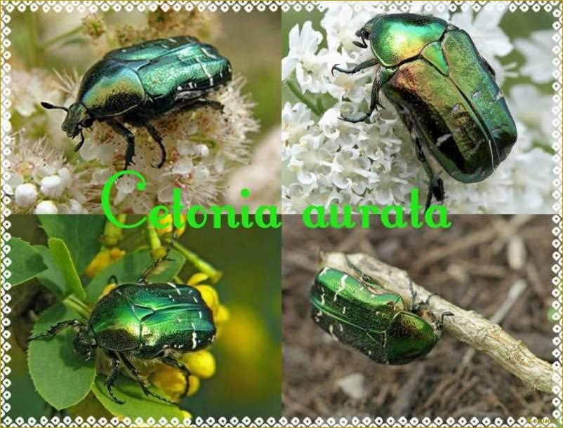 (эффективные, методы, борьбы, бронзовкой) Эффективные методы борьбы с бронзовкой