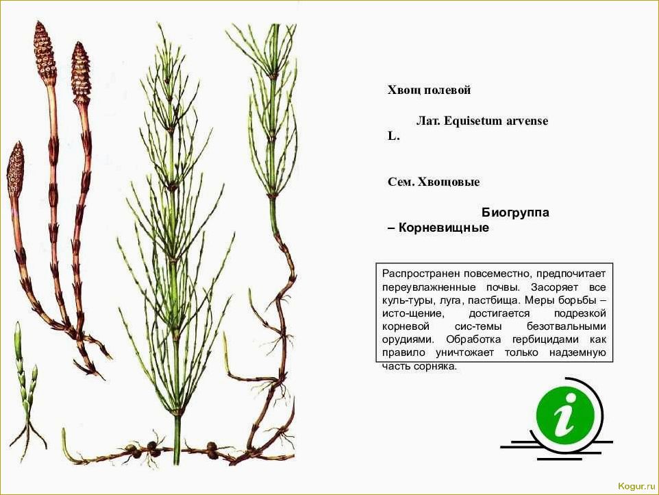(избавиться, хвоща, огороде, простые, эффективные) Как избавиться от хвоща на огороде: простые и эффективные способы