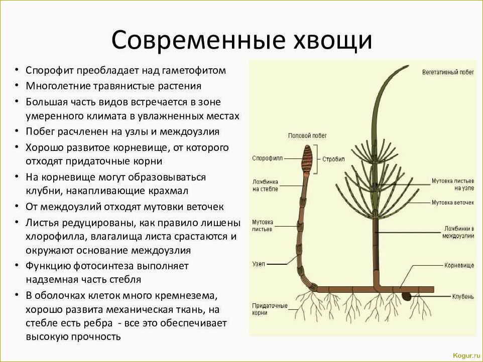 (избавиться, хвоща, огороде, простые, эффективные) Как избавиться от хвоща на огороде: простые и эффективные способы