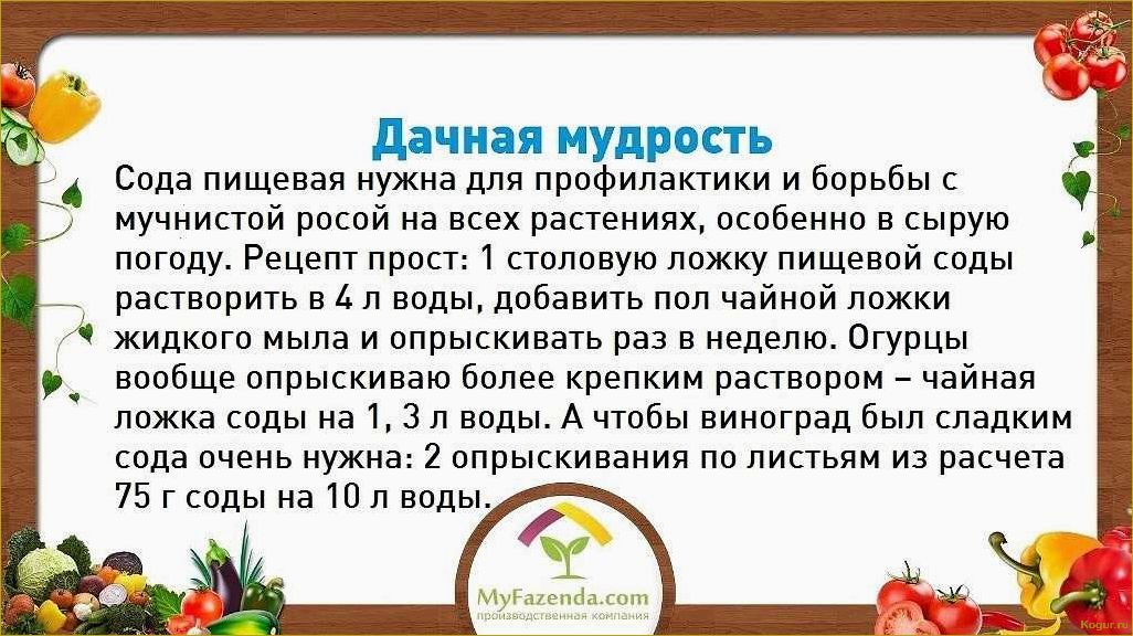 (избавиться, хвоща, огороде, простые, эффективные) Как избавиться от хвоща на огороде: простые и эффективные способы