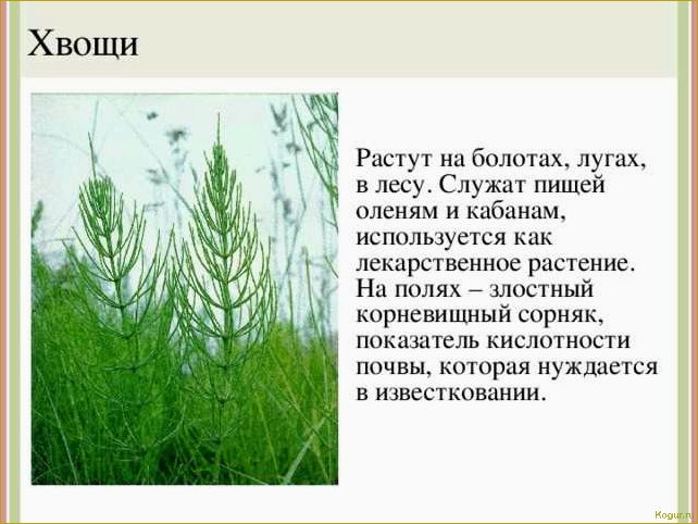 (избавиться, хвоща, огороде, простые, эффективные) Как избавиться от хвоща на огороде: простые и эффективные способы