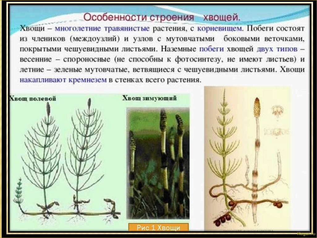 (избавиться, хвоща, огороде, простые, эффективные) Как избавиться от хвоща на огороде: простые и эффективные способы