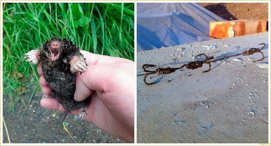 Эффективные способы избавления от водяной полевки на участке