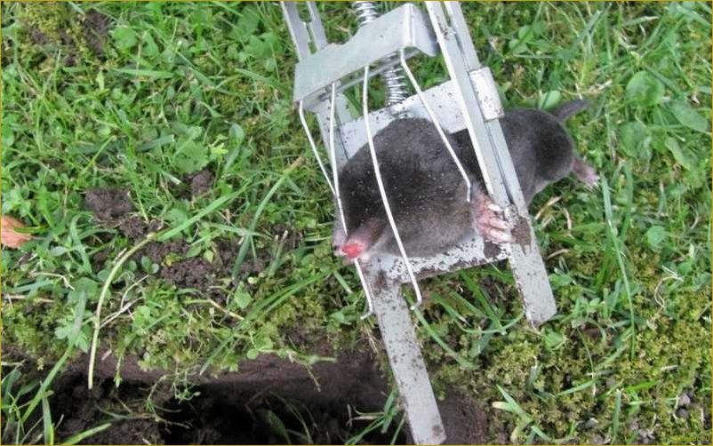 Эффективные способы избавления от водяной полевки на участке