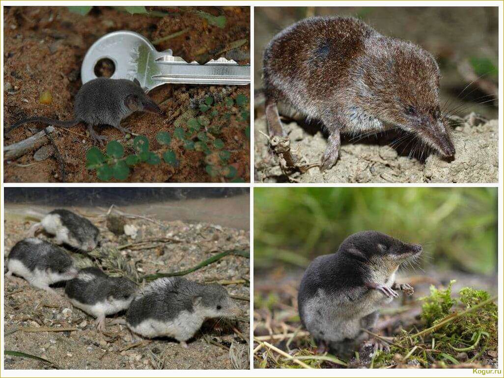 Эффективные способы избавления от водяной полевки на участке