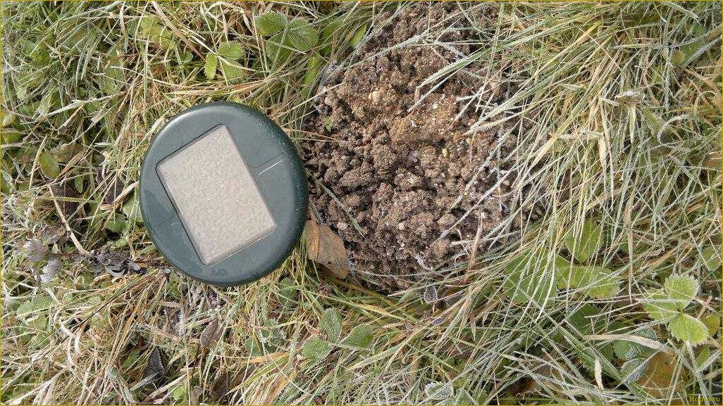 Эффективные способы избавления от водяной полевки на участке