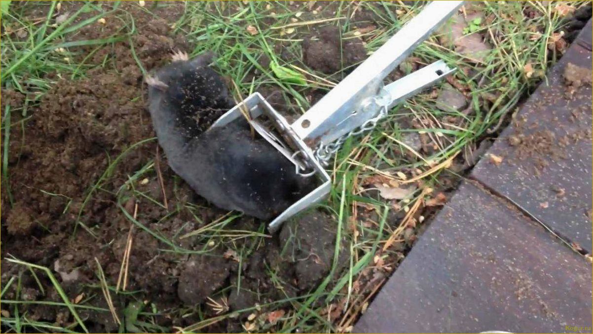 Эффективные способы избавления от водяной полевки на участке