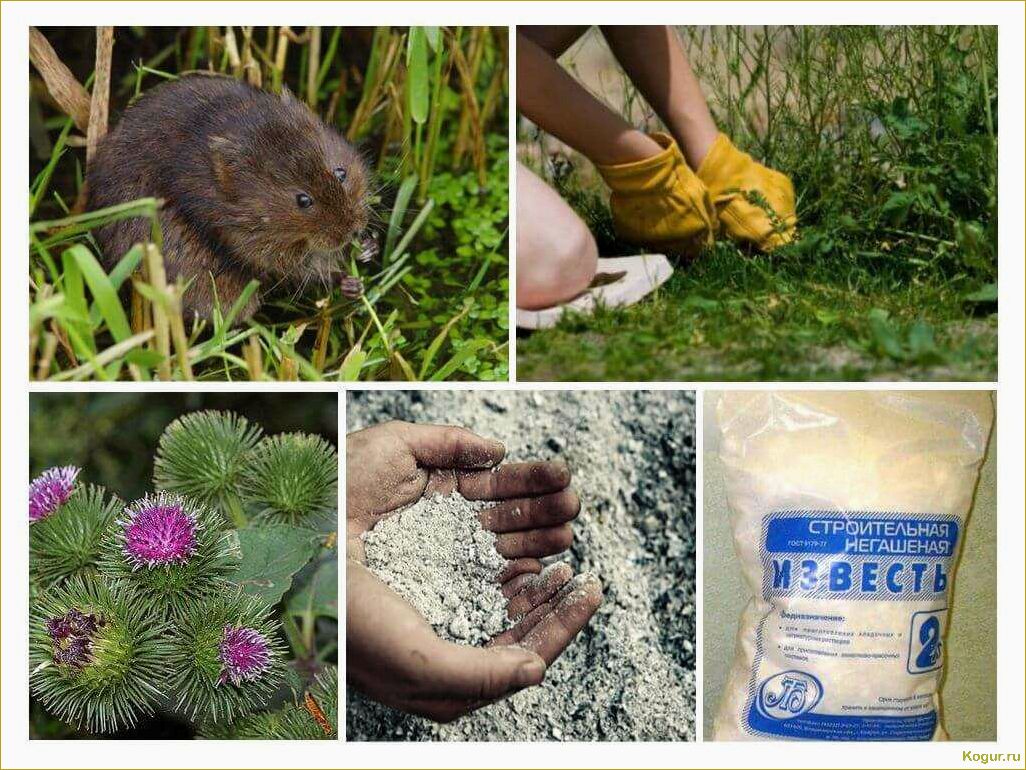 Эффективные способы избавления от водяной полевки на участке