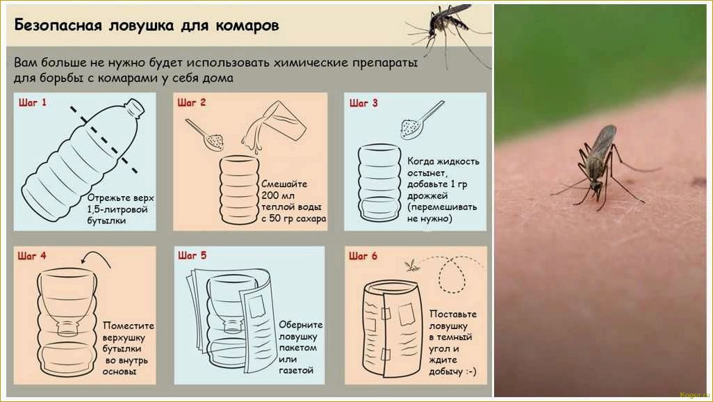 Эффективные способы избавления от водяной полевки на участке
