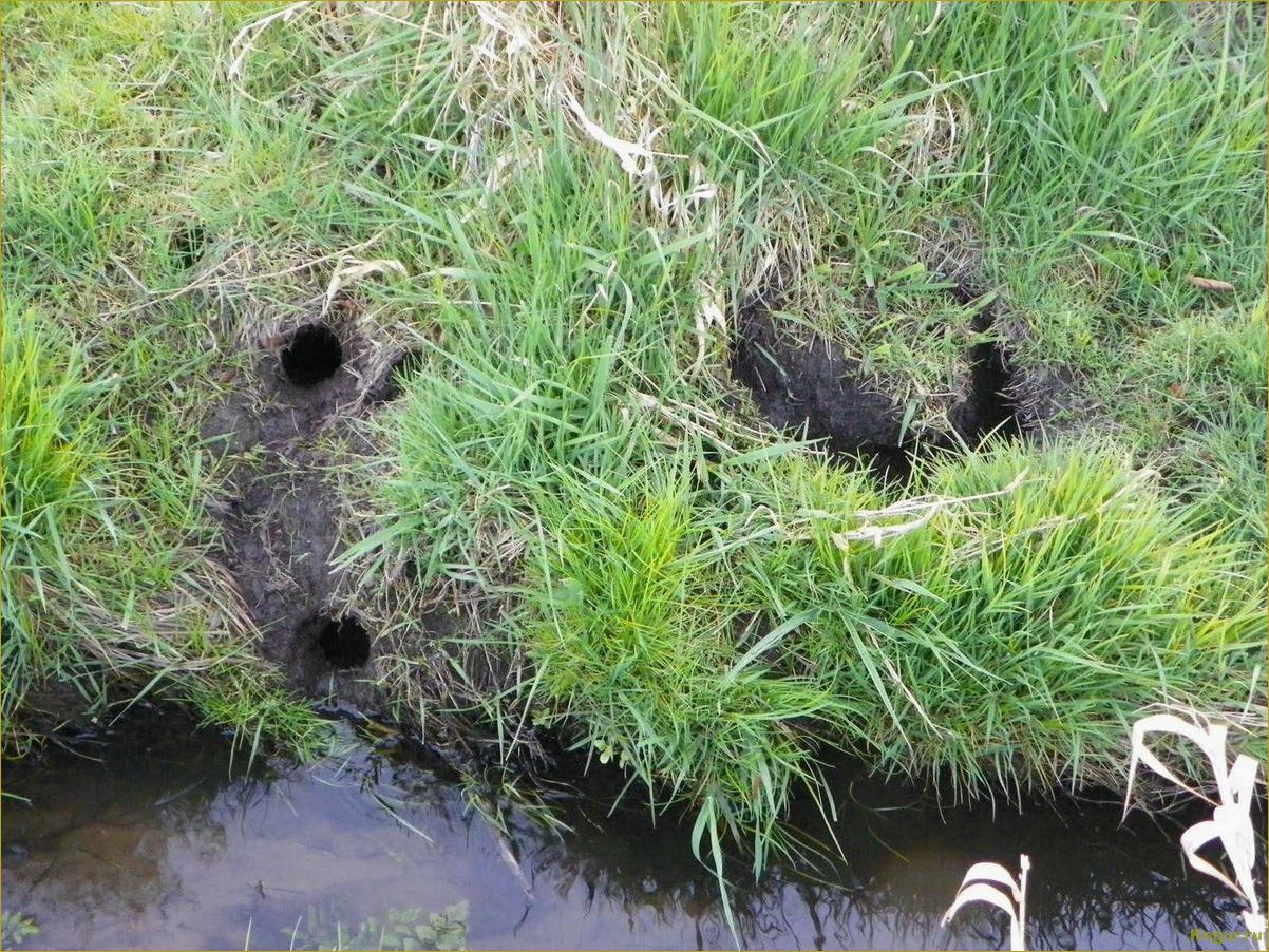 Эффективные способы избавления от водяной полевки на участке