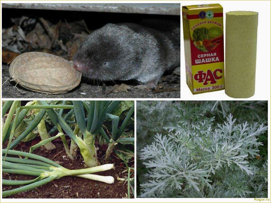 Как избавиться от землеройки на огороде и сохранить урожай