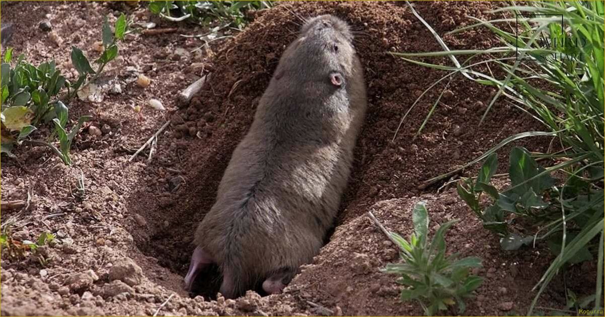 Как избавиться от землеройки на огороде и сохранить урожай