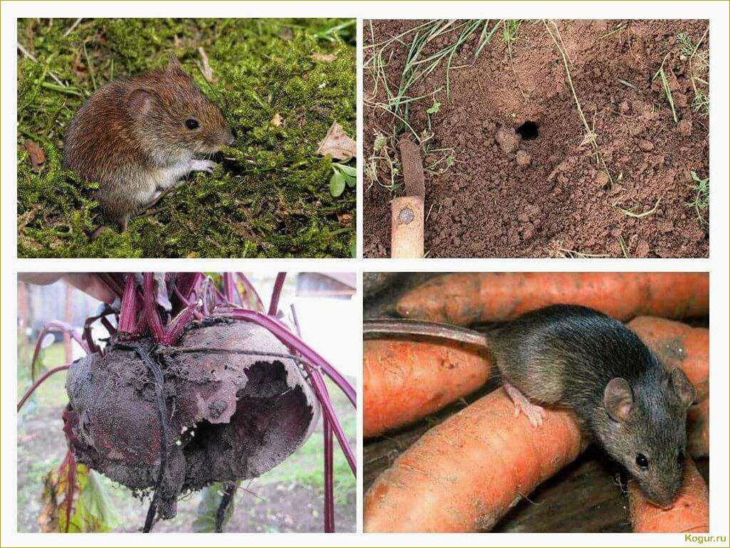 Как избавиться от землеройки на огороде и сохранить урожай