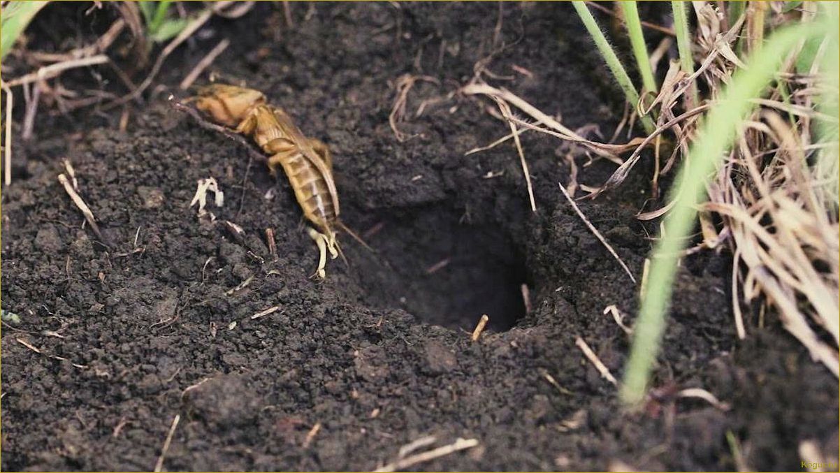 Как избавиться от землеройки на огороде и сохранить урожай