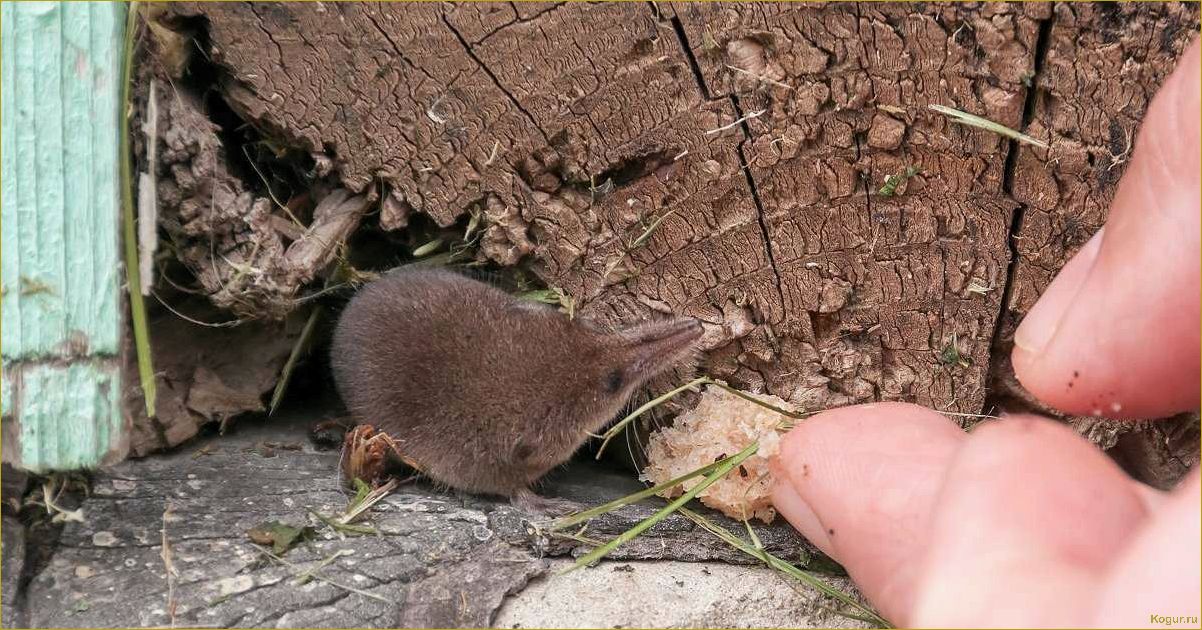 Как избавиться от землеройки на огороде и сохранить урожай