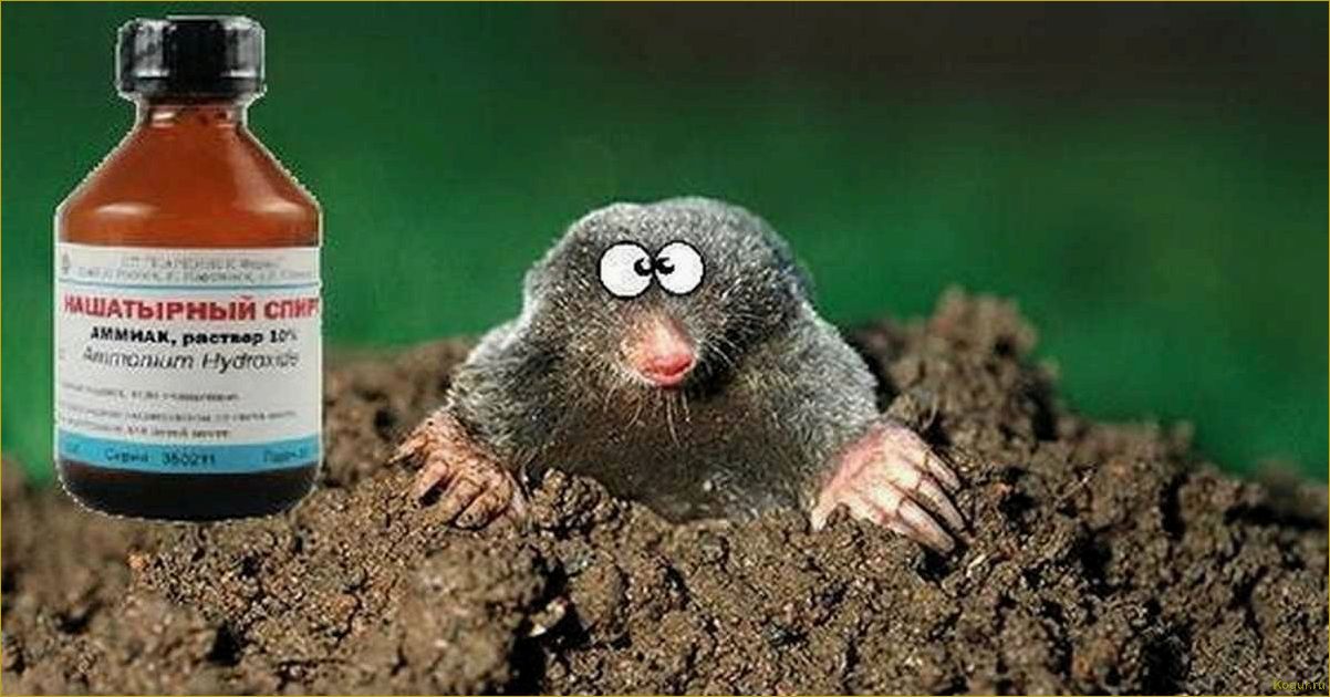 Как избавиться от землеройки на огороде и сохранить урожай