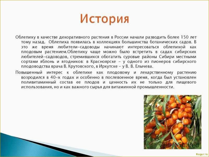 (собирать, облепиху, эффективные, советы, ценителей) Как собирать облепиху: эффективные советы для ценителей оранжевой ягоды