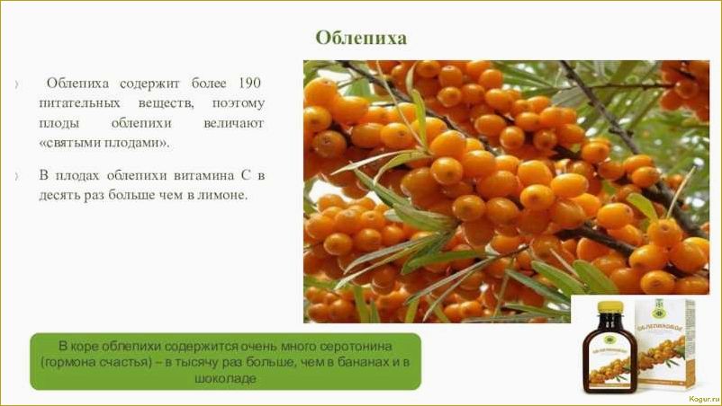 (собирать, облепиху, эффективные, советы, ценителей) Как собирать облепиху: эффективные советы для ценителей оранжевой ягоды