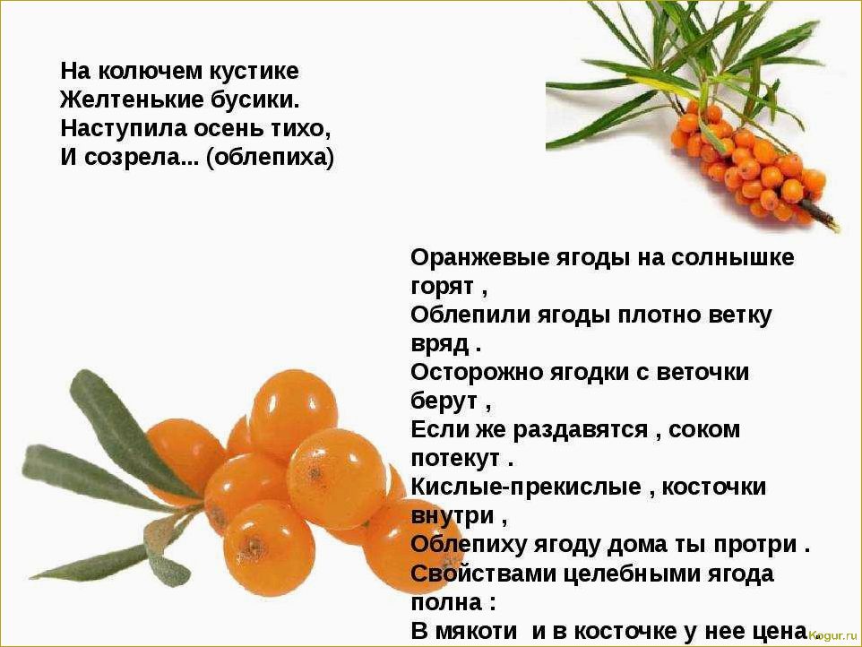 (собирать, облепиху, эффективные, советы, ценителей) Как собирать облепиху: эффективные советы для ценителей оранжевой ягоды