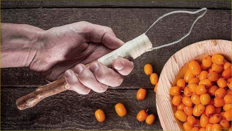 (собирать, облепиху, эффективные, советы, ценителей) Как собирать облепиху: эффективные советы для ценителей оранжевой ягоды