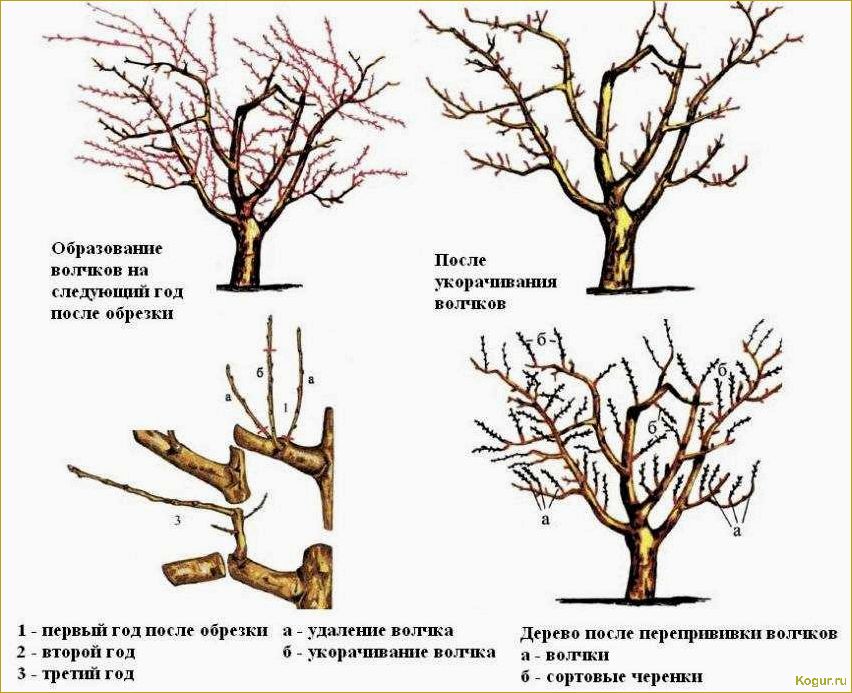 (обрезка, волчков, яблонях, грушах, правила) Обрезка волчков на яблонях и грушах: правила и техника