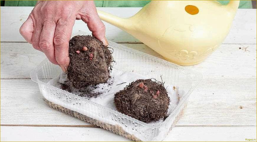 Как выращивать бегонию клубневую из семян, клубней и черенков дома — советы специалиста