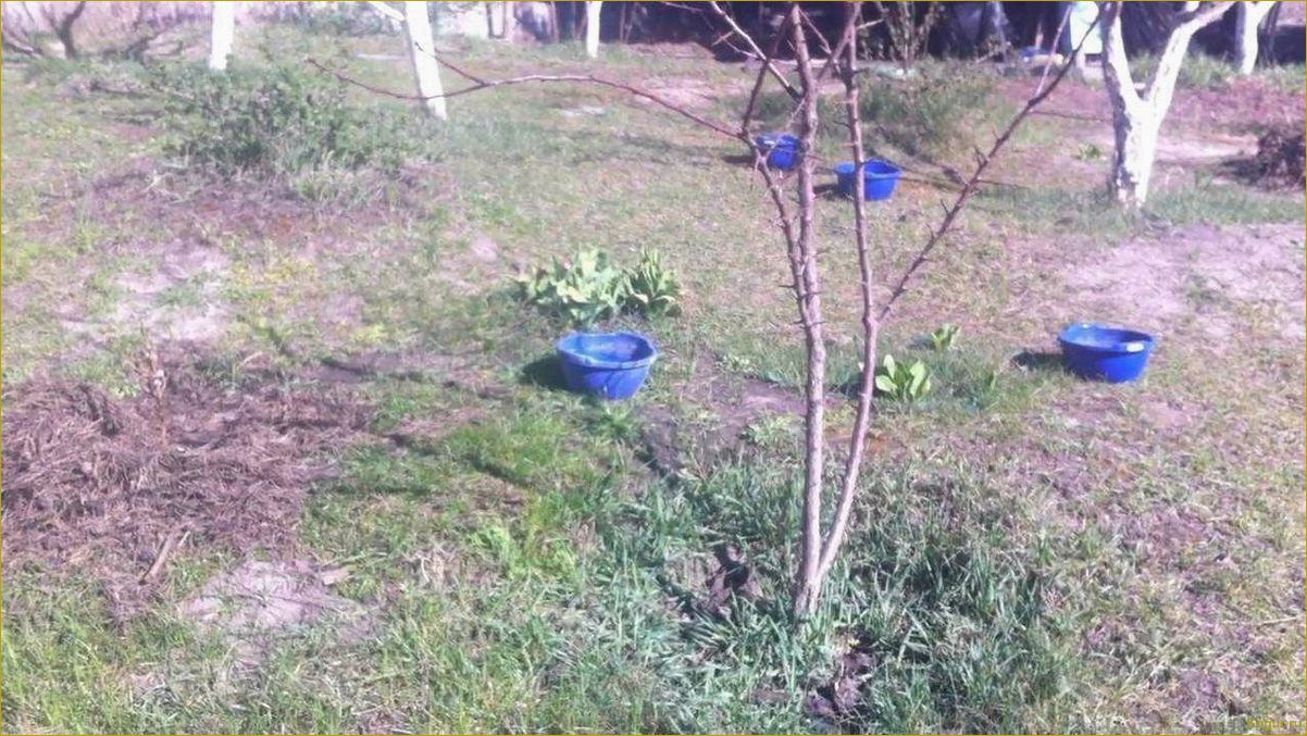 (подробное, руководство, выращиванию, абрикоса, косточки) Подробное руководство по выращиванию абрикоса из косточки на вашей даче