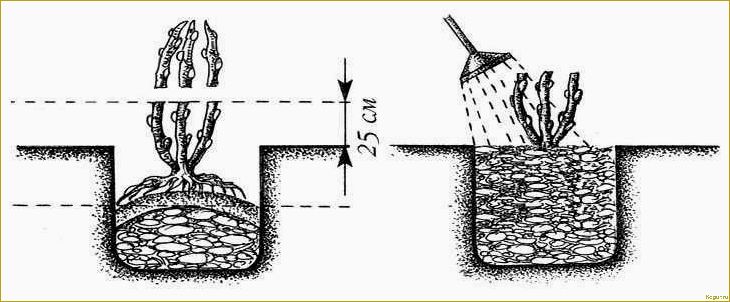 (советы, выращиванию, уходу, ежевикой, рубен) Советы по выращиванию и уходу за ежевикой Рубен на вашем собственном участке