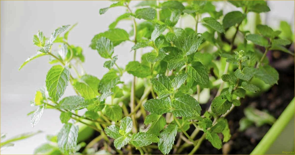 (советы, выращиванию, мяты, домашних, условиях) Советы по выращиванию мяты в домашних условиях