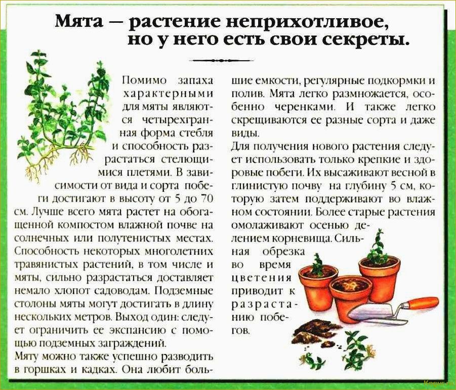 (советы, выращиванию, мяты, домашних, условиях) Советы по выращиванию мяты в домашних условиях