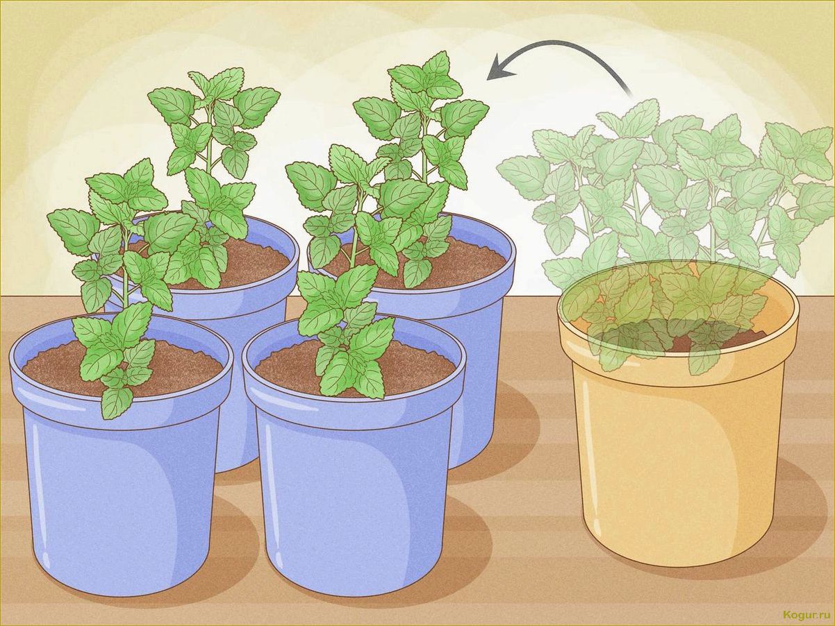(советы, выращиванию, мяты, домашних, условиях) Советы по выращиванию мяты в домашних условиях