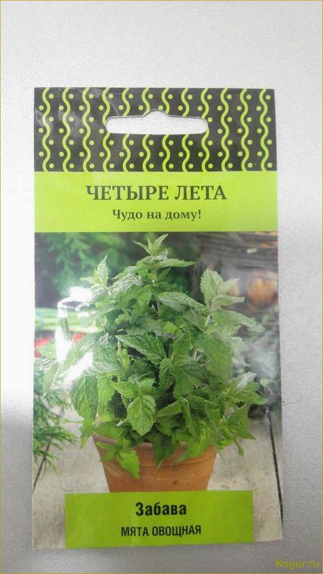 (советы, выращиванию, мяты, домашних, условиях) Советы по выращиванию мяты в домашних условиях