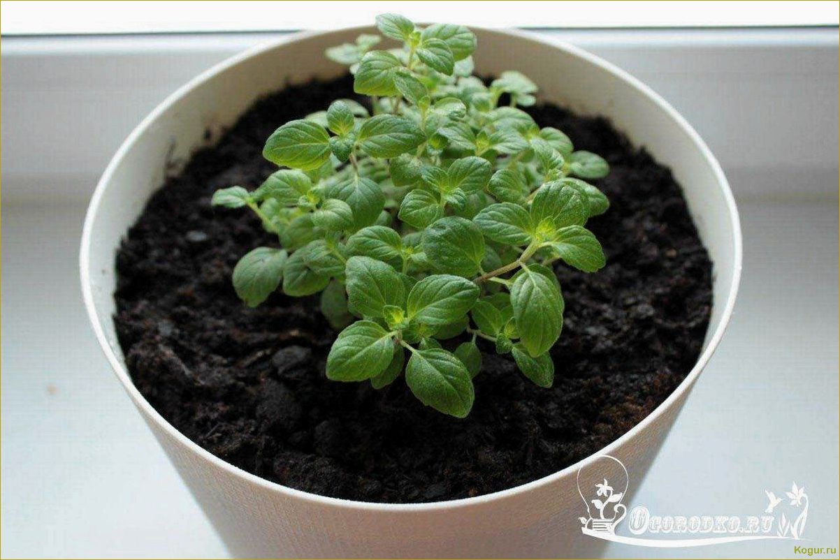 (советы, выращиванию, мяты, домашних, условиях) Советы по выращиванию мяты в домашних условиях