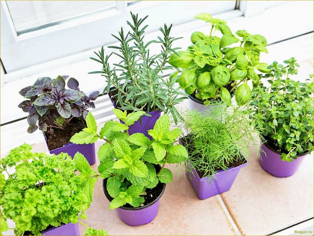 (советы, выращиванию, мяты, домашних, условиях) Советы по выращиванию мяты в домашних условиях