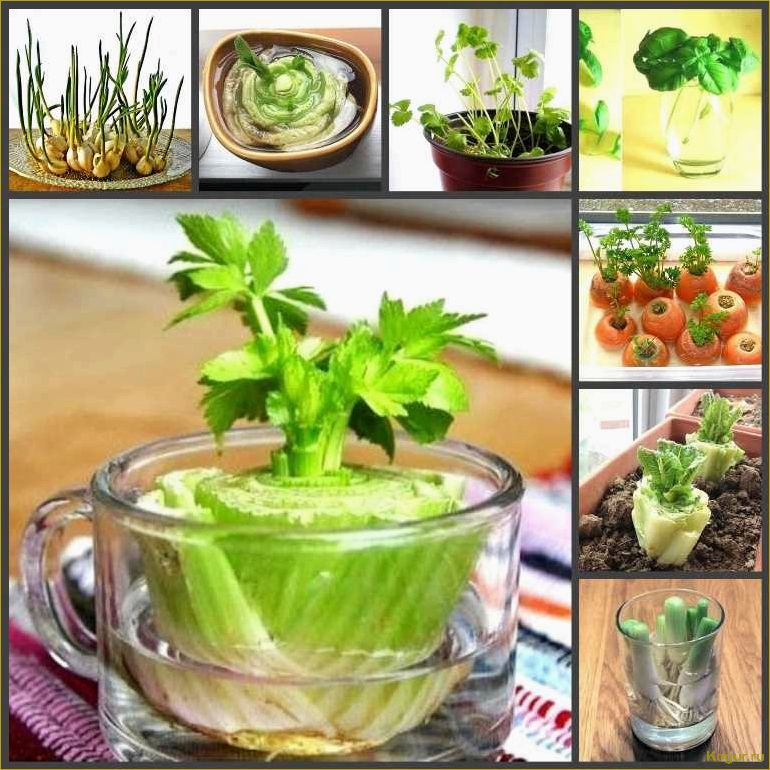 (советы, выращиванию, мяты, домашних, условиях) Советы по выращиванию мяты в домашних условиях