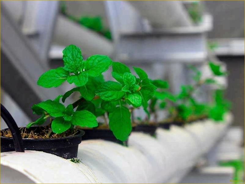 (советы, выращиванию, мяты, домашних, условиях) Советы по выращиванию мяты в домашних условиях