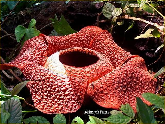 Как вырастить необычное растение якон