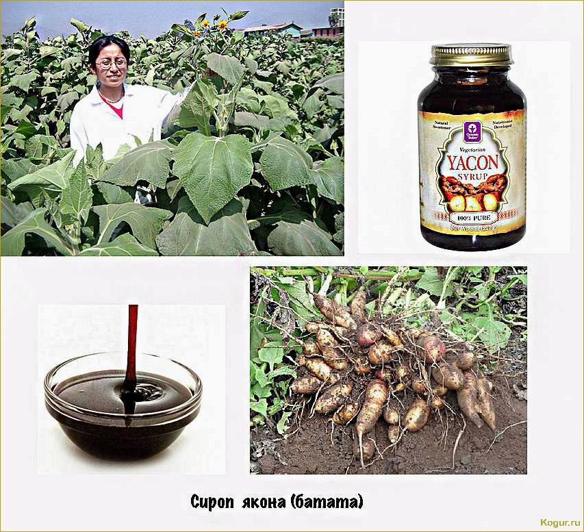 Как вырастить необычное растение якон