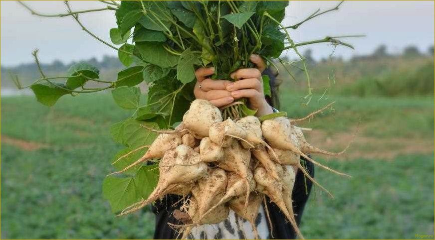 Как вырастить необычное растение якон