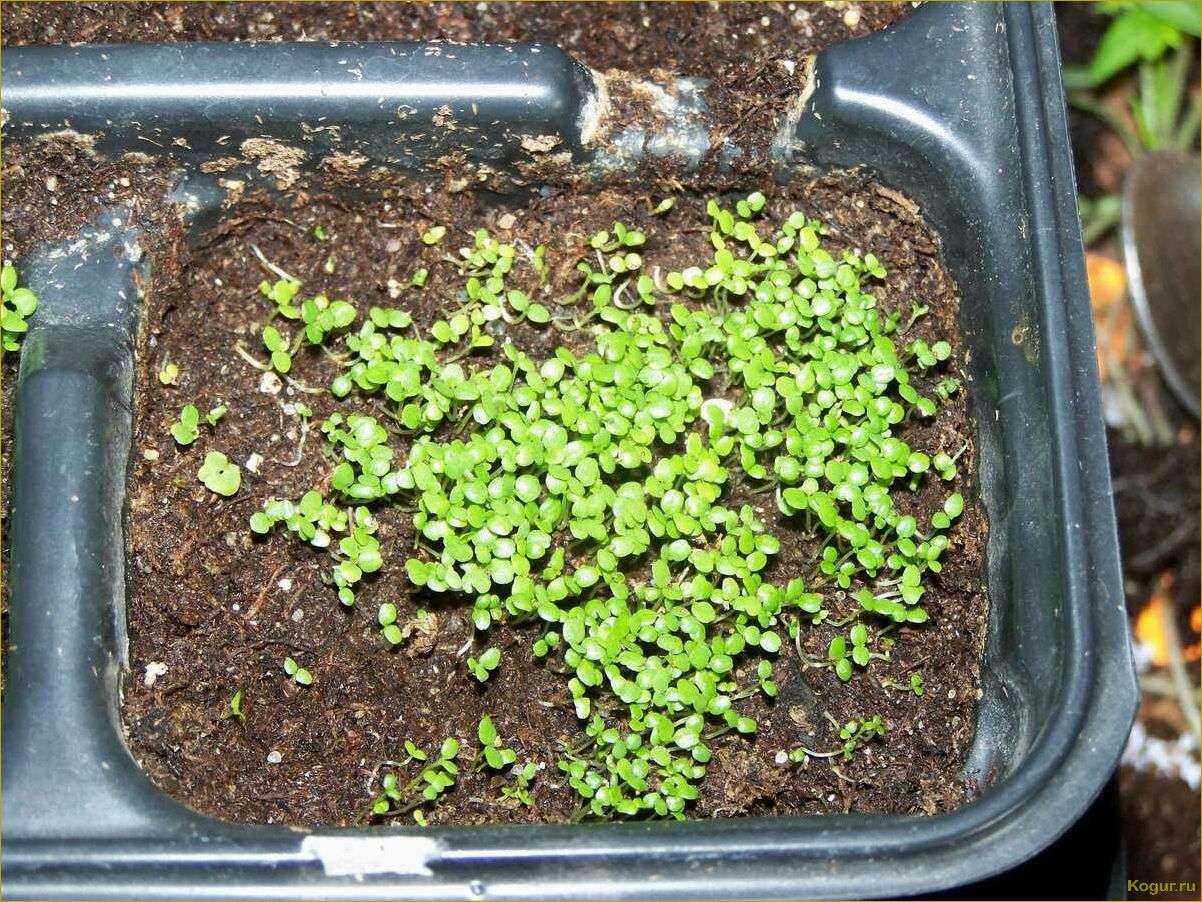 (выращивание, рассады, лобелии, домашних, условиях) Выращивание рассады лобелии в домашних условиях: советы и рекомендации